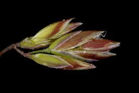 Attēlu rezultāti vaicājumam “Poa trivialis flower”