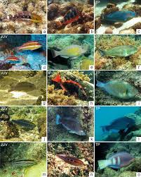 Image result for Sparisoma frondosum