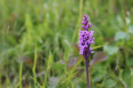 Attēlu rezultāti vaicājumam “Dactylorhiza cruenta”