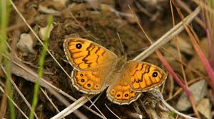 Attēlu rezultāti vaicājumam “Lasiommata megera”