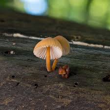 Attēlu rezultāti vaicājumam “Mycena renati”