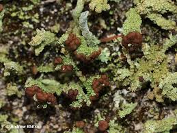 Attēlu rezultāti vaicājumam “Cladonia ramulosa”
