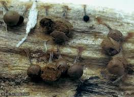 Attēlu rezultāti vaicājumam “Trichia crateriformis spores”