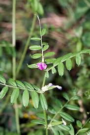 Attēlu rezultāti vaicājumam “Vicia sativa flower”