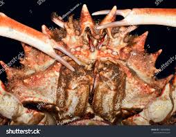 Image result for Maja brachydactyla