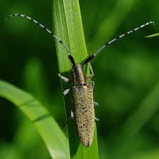 Attēlu rezultāti vaicājumam “Agapanthia villosoviridescens”