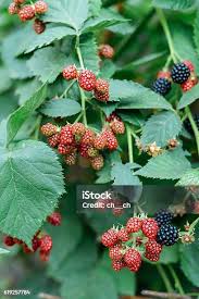 Attēlu rezultāti vaicājumam “Rubus plicatus fruit”