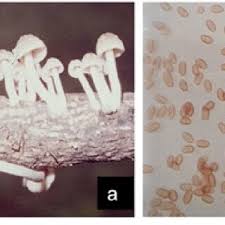 Attēlu rezultāti vaicājumam “Psathyrella pygmaea”