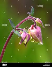 Attēlu rezultāti vaicājumam “Aquilegia vulgaris bud”