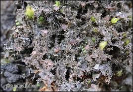 Attēlu rezultāti vaicājumam “Leptogium lichenoides”