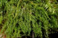 Attēlu rezultāti vaicājumam “Plagiothecium latebricola”