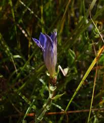 Attēlu rezultāti vaicājumam “Trichia ambigua stalked”
