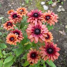 Image result for Rudbeckia