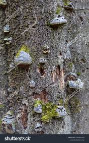 Attēlu rezultāti vaicājumam “Phellinus tremulae”