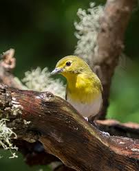 Image result for Vireo flavifrons