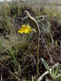 Attēlu rezultāti vaicājumam “Aulacidea hieracii”