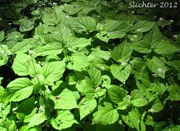 Attēlu rezultāti vaicājumam “Circaea alpina leaf”