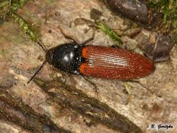 Attēlu rezultāti vaicājumam “Ampedus sp.”