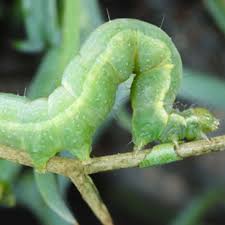 Attēlu rezultāti vaicājumam “Mamestra brassicae larva”