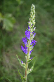 Image result for Campanula spicata