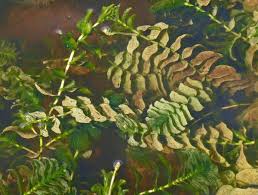 Attēlu rezultāti vaicājumam “Potamogeton perfoliatus flower”