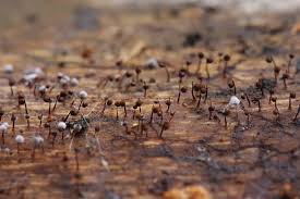 Attēlu rezultāti vaicājumam “Cribrariaceae”