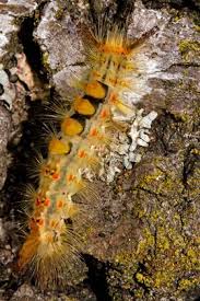 Attēlu rezultāti vaicājumam “Orgyia antiqua imago”