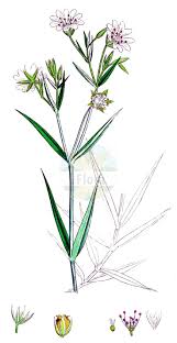 Attēlu rezultāti vaicājumam “Stellaria holostea fruit”