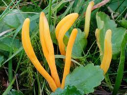 Attēlu rezultāti vaicājumam “Clavulinopsis helvola”