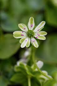 Attēlu rezultāti vaicājumam “Hepatica nobilis flower”