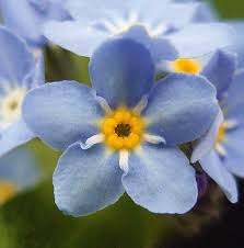 Image result for Vergissmeinnicht