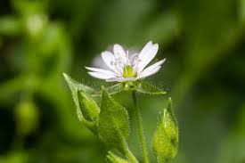 Attēlu rezultāti vaicājumam “Myosoton aquaticum flower”