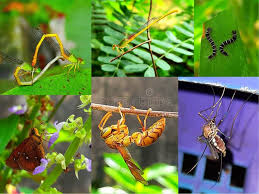 Attēlu rezultāti vaicājumam “Insecta”