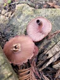 Attēlu rezultāti vaicājumam “Mycena haematopus”