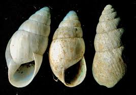 Attēlu rezultāti vaicājumam “Ena montana”