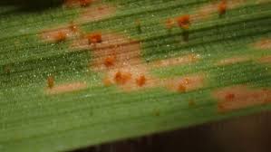 Attēlu rezultāti vaicājumam “Puccinia agrostidis”