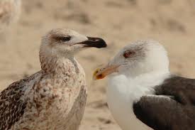 Attēlu rezultāti vaicājumam “Larus marinus”