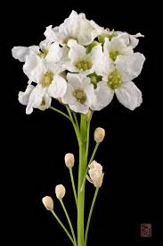 Attēlu rezultāti vaicājumam “Armoracia rusticana flower”