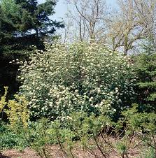 Attēlu rezultāti vaicājumam “Viburnum lantana”