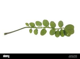 Attēlu rezultāti vaicājumam “Cardamine pratensis leaf”