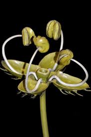 Attēlu rezultāti vaicājumam “Urtica dioica flower”