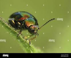 Attēlu rezultāti vaicājumam “Chrysolina fastuosa”