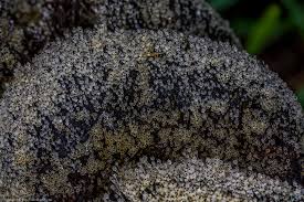 Attēlu rezultāti vaicājumam “Pilobolus crystallinus”