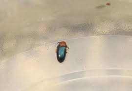 Attēlu rezultāti vaicājumam “Triplax aenea”