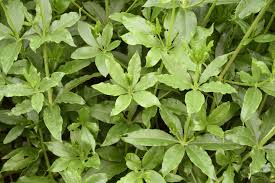 Attēlu rezultāti vaicājumam “Rubiaceae”