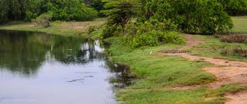 Image result for Яла заповедник