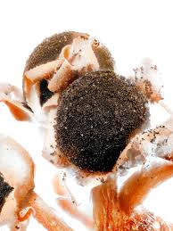 Attēlu rezultāti vaicājumam “Diderma deplanatum”