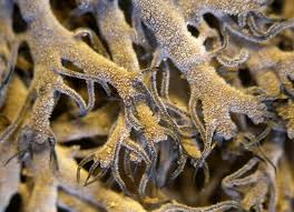 Attēlu rezultāti vaicājumam “Anaptychia ciliaris”