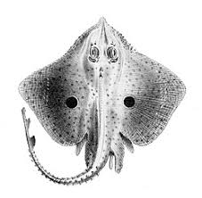 Image result for Raja polystigma