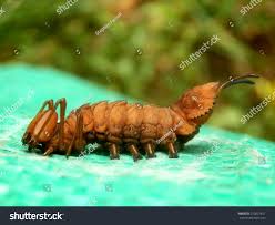 Attēlu rezultāti vaicājumam “Stauropus fagi larva”